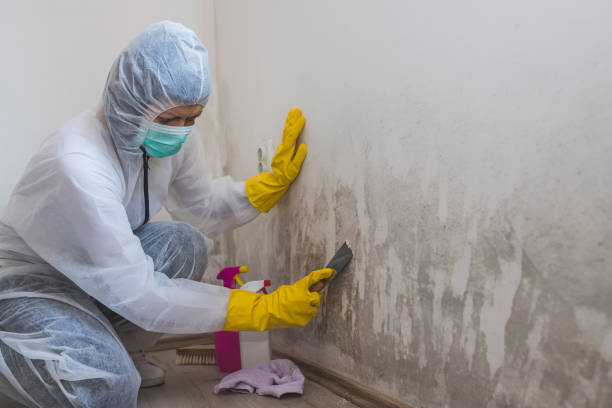 Best Asbestos and Lead Testing During Mold Inspection  in Bloomingburg, OH