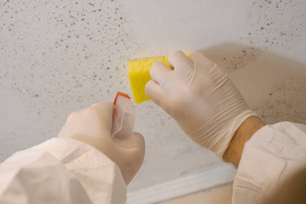 Best Mold-Related Health Consultation  in Bloomingburg, OH